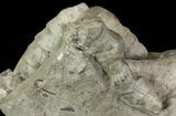 Devonian Horn Coral - New York #70262-3
